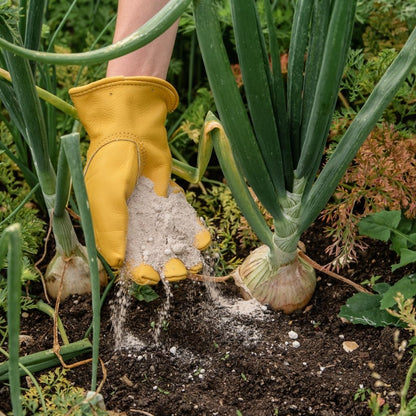 A hand in a yellow glove sprinkles Westland Superphosphate 1.5Kg near growing onions in a garden, ensuring they receive the essential nutrients for optimal growth.