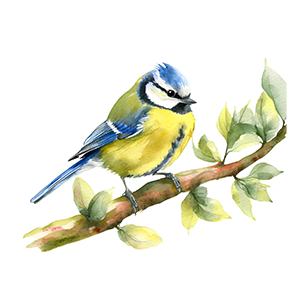 Watercolor painting of a small blue and yellow bird perched on a leafy branch.