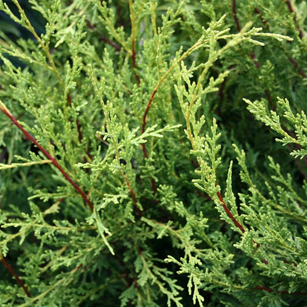 A close-up view of lush green x Cupressocyparis Castlewellan - Gold Leylandii branches, showcasing their needle-like foliage and resilience in coastal conditions.