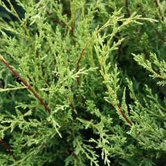 x Cupressocyparis Castlewellan - Gold Leylandii