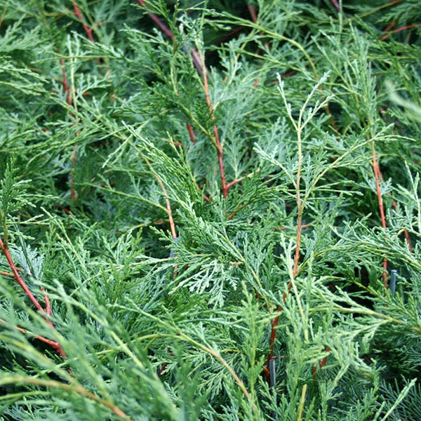 Dense green fir branches with red stems are naturally beautiful, resembling the x Cupressocyparis leylandii - Green Leylandii, admired for its resilience and ability to thrive in challenging coastal conditions.