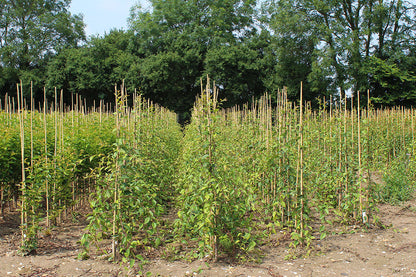 1 Year Old Weeping Cherry Trees