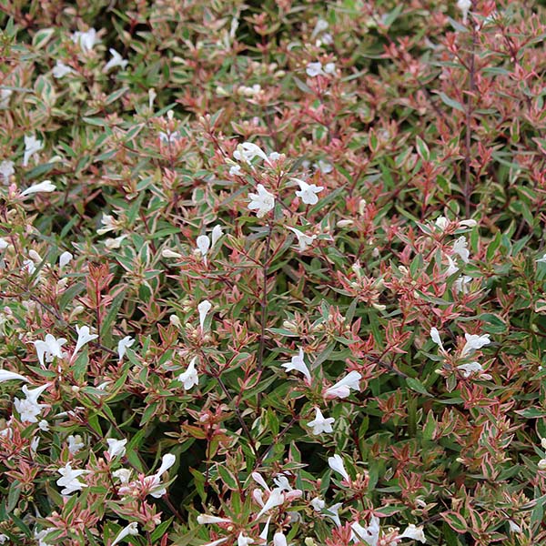 Abelia Confetti - Flowers