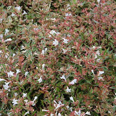 Abelia Confetti - Abelia