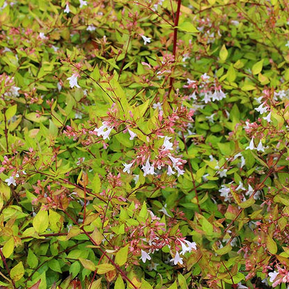 Abelia Francis Mason - Flowers