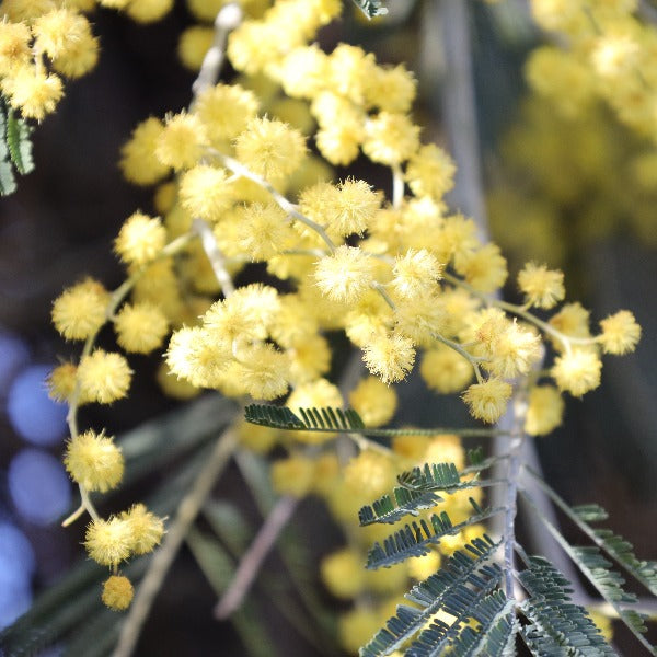 Acacia Dealbata - yellow flowers