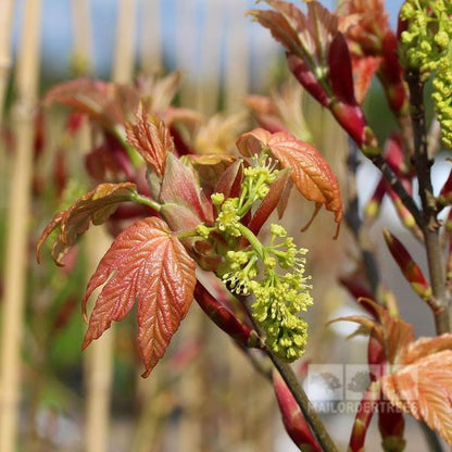 Acer Brilliantissimum - Flower