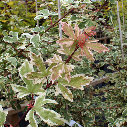 Acer Carnival - Foliage