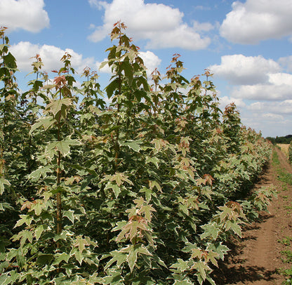 Acer Drummondii - Field Grown