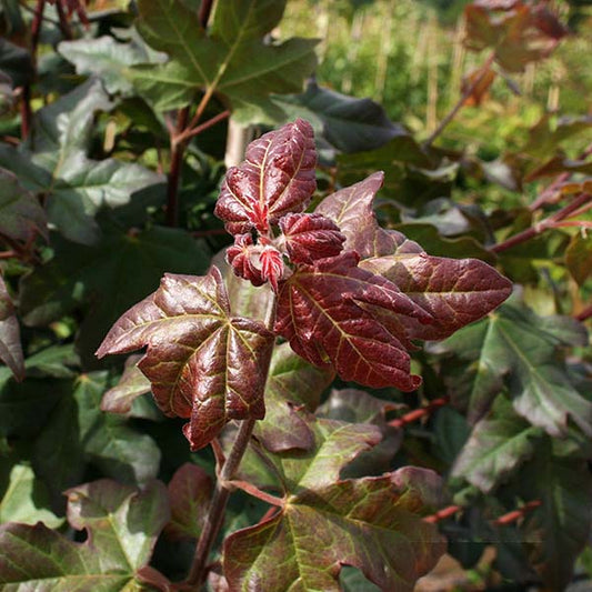 Acer Red Shine - Foliage