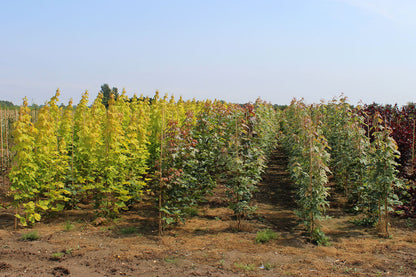 1 Year Old Acers