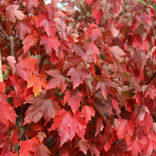 Acer Sun Valley - Foliage