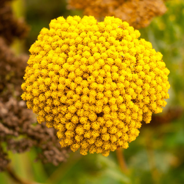 Achillea Filipendulina Clothof Gold-Yarrow