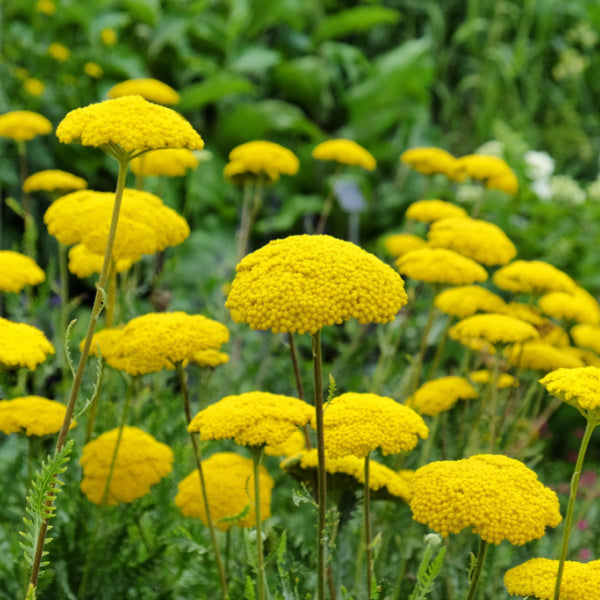 Achillea Filipendulina Clothof Gold-Yarrow