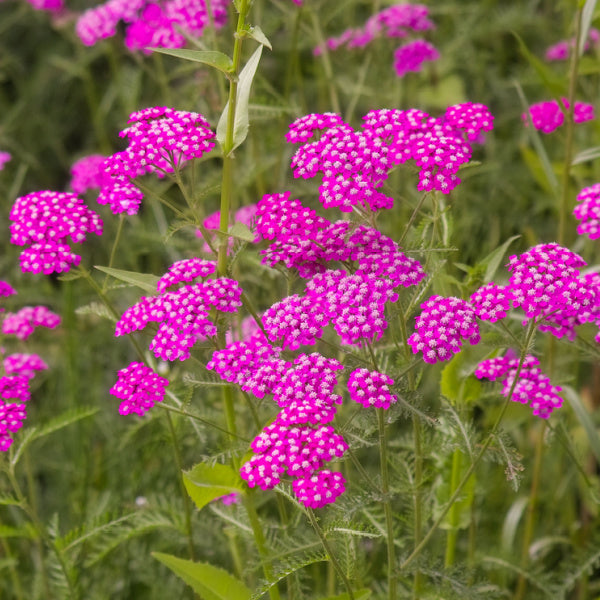 Achillea Millefolium Cerise Queen