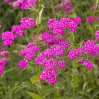 Achillea Millefolium Cerise Queen