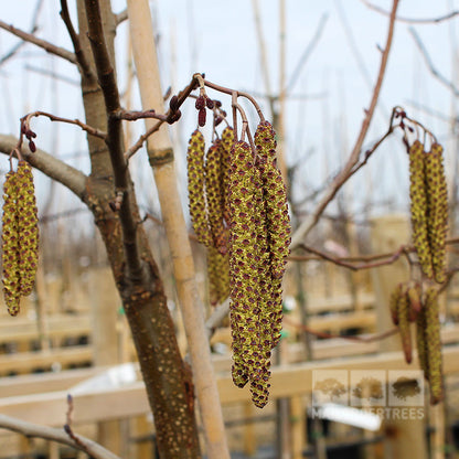 Alnus glutinosa - Catkins