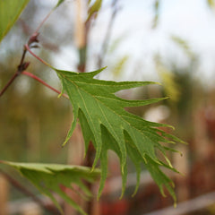 Alnus Imperialis - Alder Tree