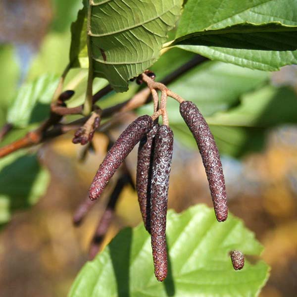 Alnus glutinosa - Catkins