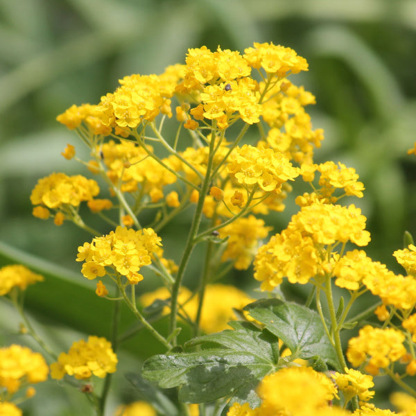 Alyssum saxatile