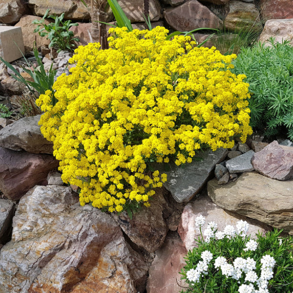 Alyssum saxatile