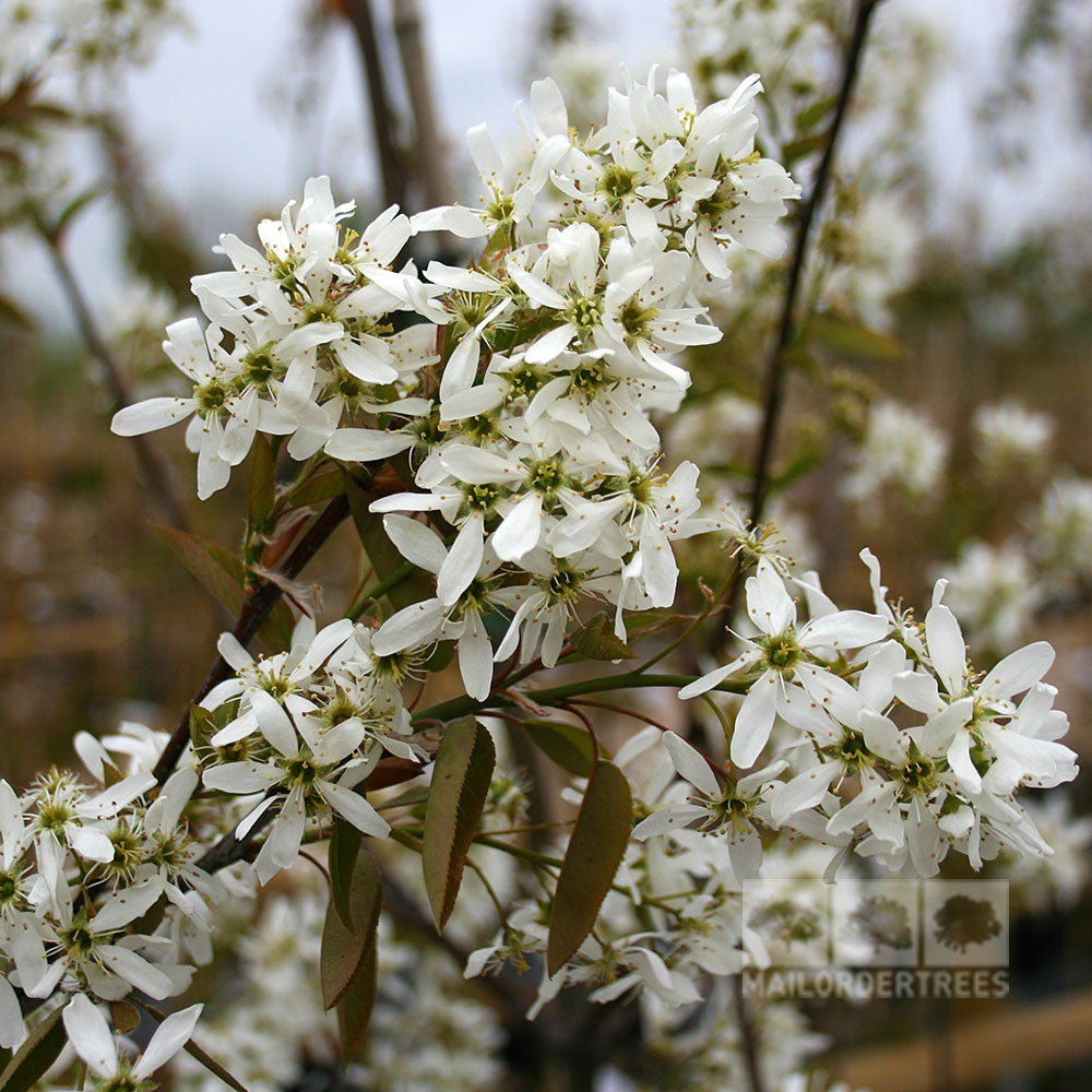 Amelanchier Ballerina - Spring Flowers