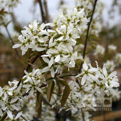 Amelanchier Ballerina - Spring Flowers