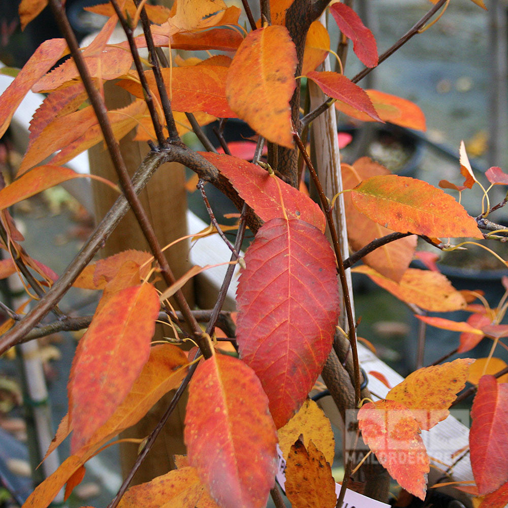 Amelanchier Ballerina - Autumn Foliage