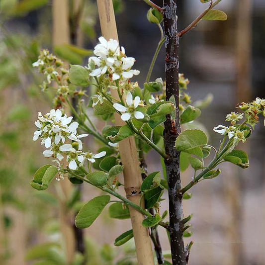 Amelanchier Eskimo - Mountain Juneberry Tree