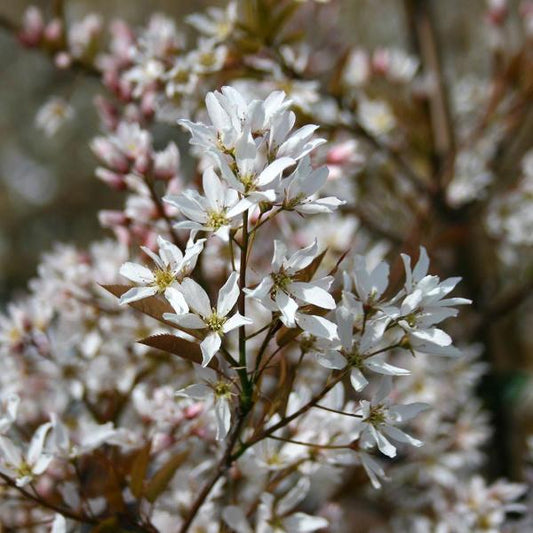 Amelanchier Robin Hill - Flowers