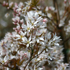 Amelanchier Robin Hill - June Berry Tree