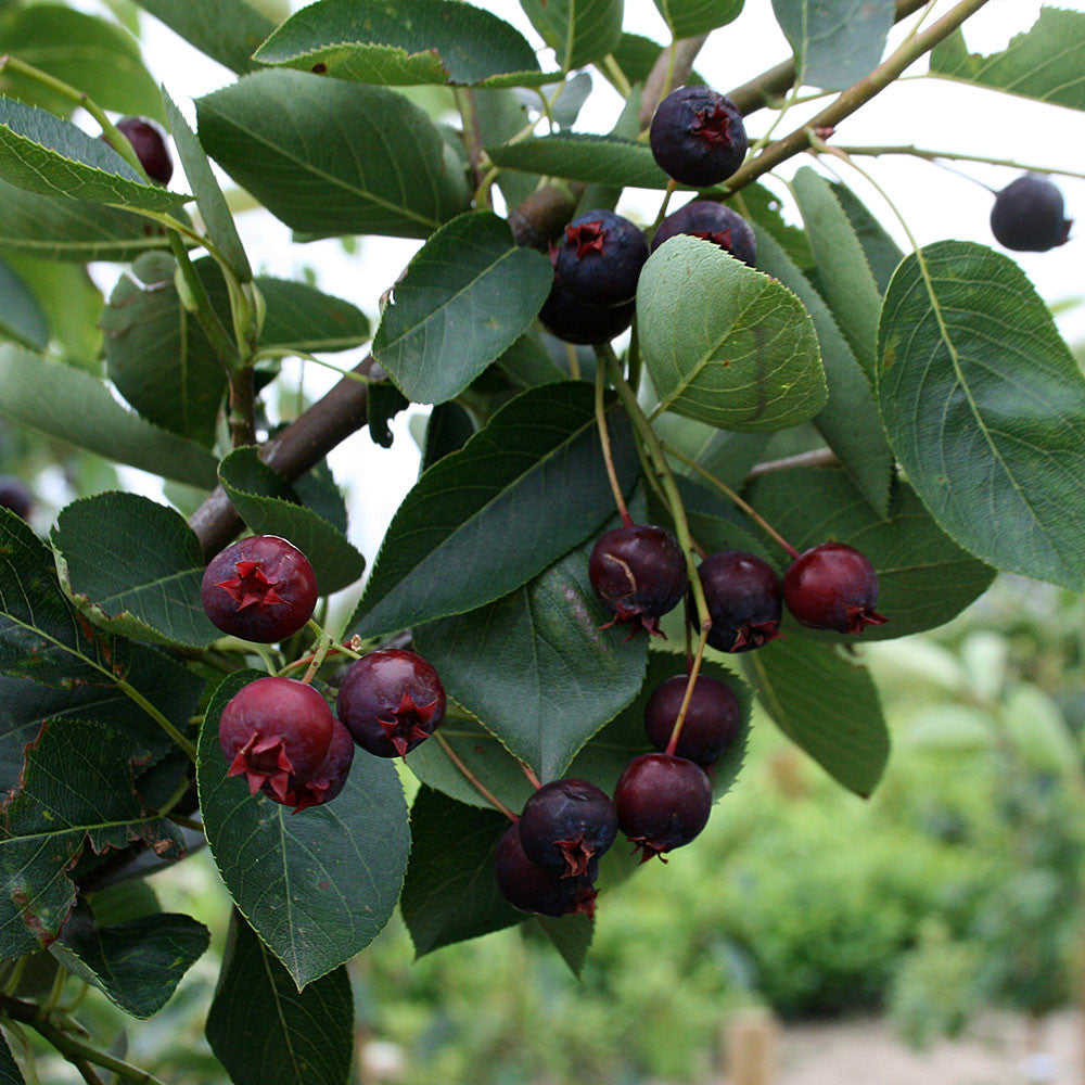 Amelanchier Ballerina - Summer Berries