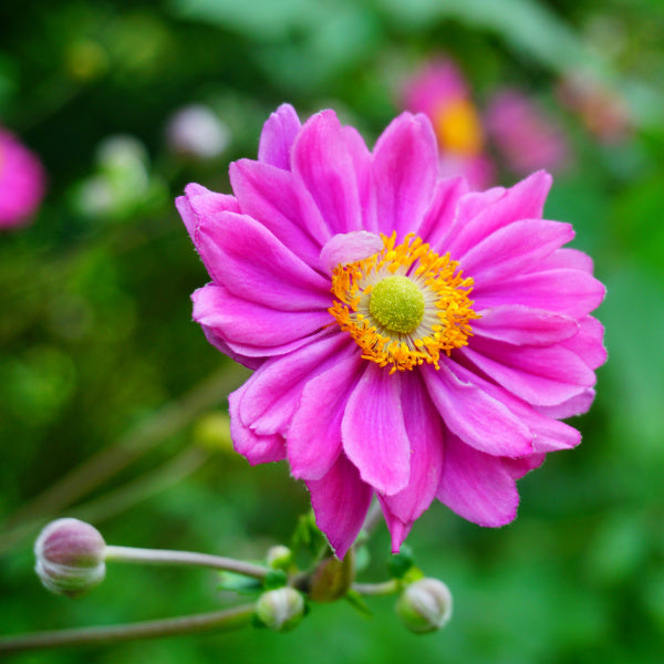 Anemone x Hybrida Pamina