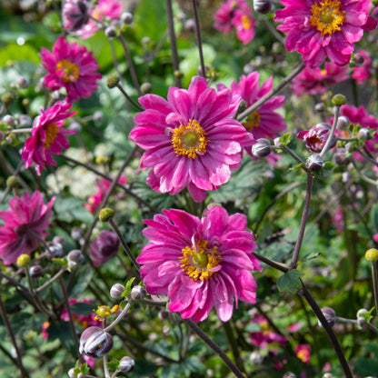 Anemone x Hybrida Pamina