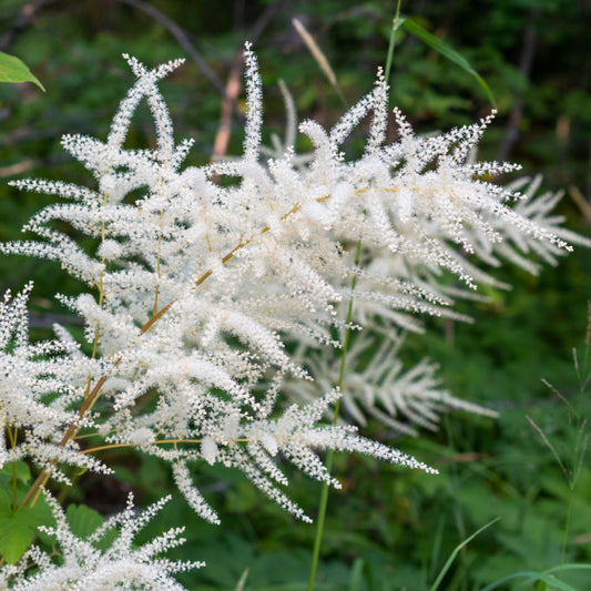 Aruncus dioicus - Goat's Beard