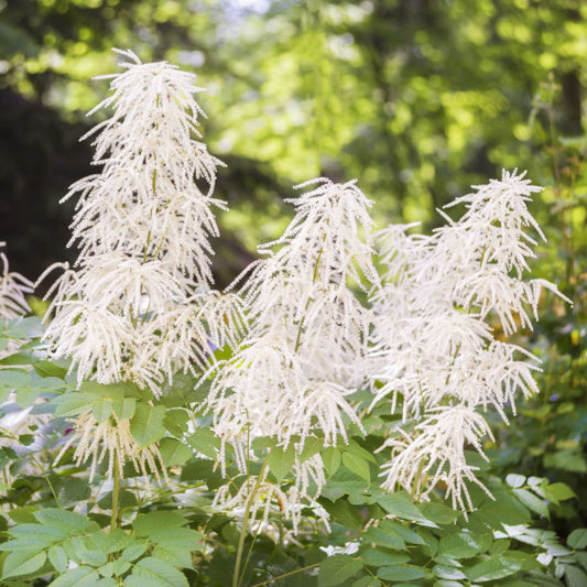 Aruncus dioicus - Goat's Beard