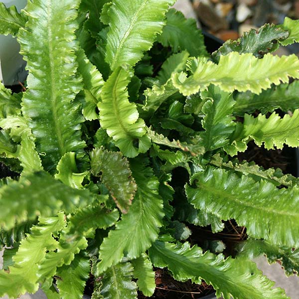 Asplenium Angustifolia - Foliage