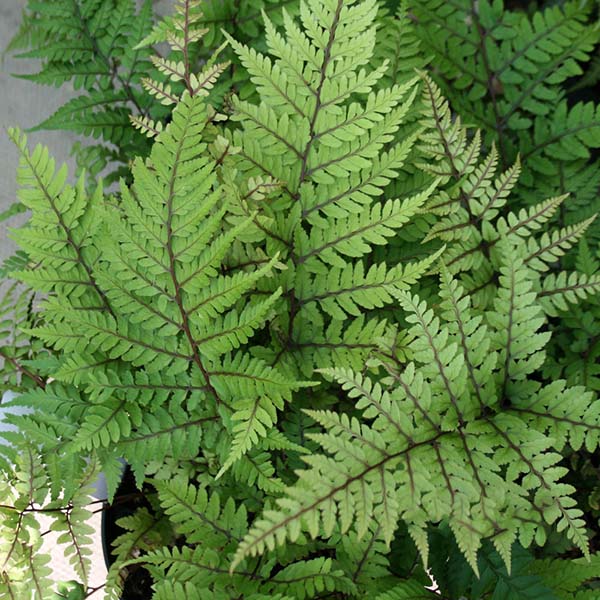 Athyrium Okanum - Foliage