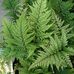 Athyrium Okanum - Eared Lady Fern