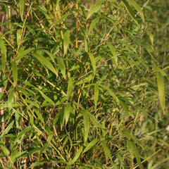 Phyllostachys aurea - Golden Bamboo