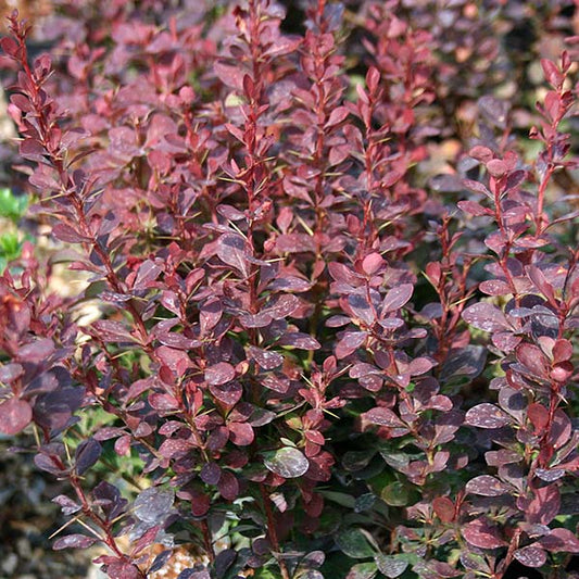 Berberis Red Pillar - Foliage