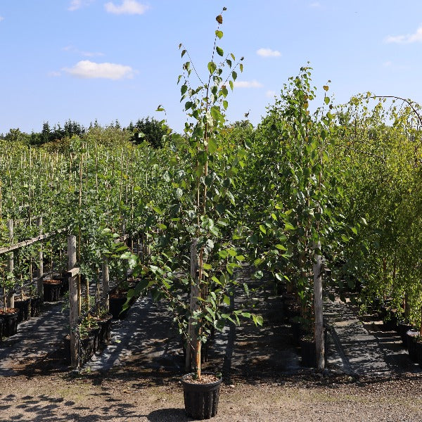 Betula Snow Queen - 2-3yr Old Tree