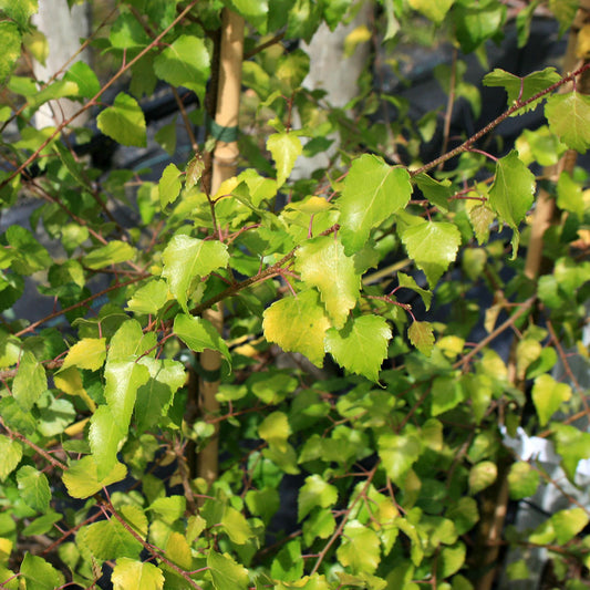 Betula Golden Beauty - Foliage