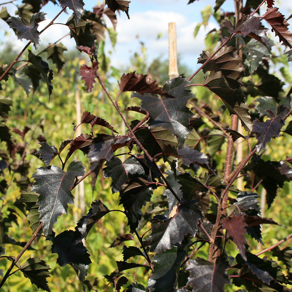 Betula Purpurea - Foliage