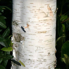 Betula Snow Queen - Snow Queen Birch Tree