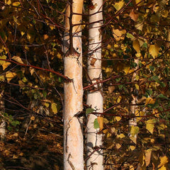 Betula Tristis - European White Birch Tree