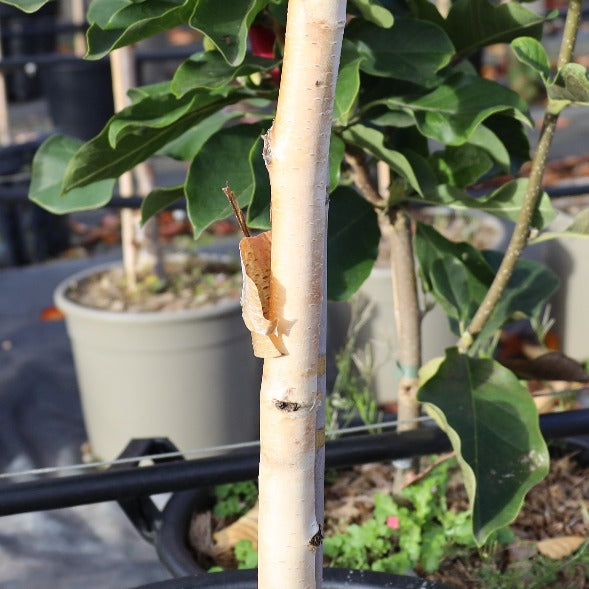 A brown praying mantis blended seamlessly into the white bark of a Betula Grayswood Ghost - Himalayan Birch Tree, with potted plants enhancing the ornamental appeal in the background.