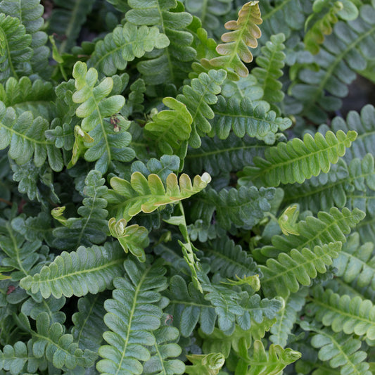 Blechnum penna-marina - Foliage