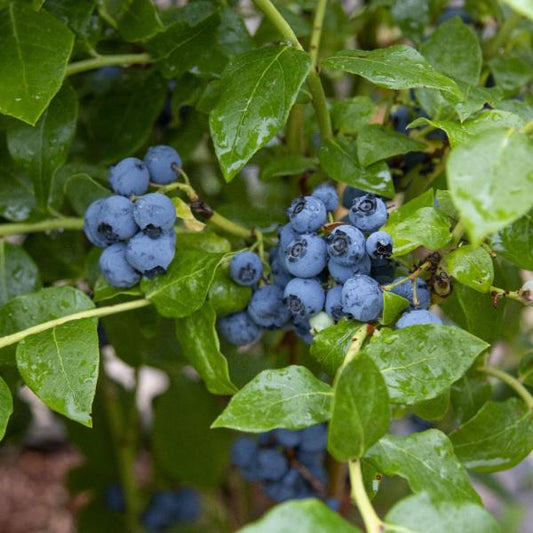 Vaccinium Northland - Fruit