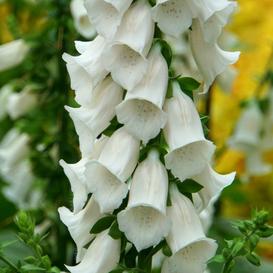 Digitalis Camelot White - Foxglove